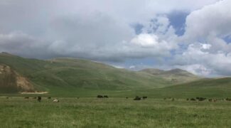 Այսօր ադրբեջանական բանակի զինծառայողները փորձել են գողանալ Վերին Շորժայի արոտավայրի հովվի շուրջ 20 ձիերը. Արման Թաթոյան