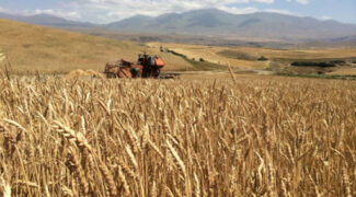 Աշնանացան ցորենի արտադրության խթանման 2021թ. պետական աջակցության ծրագիրը կիրականացվի ՀՀ բոլոր մարզերում